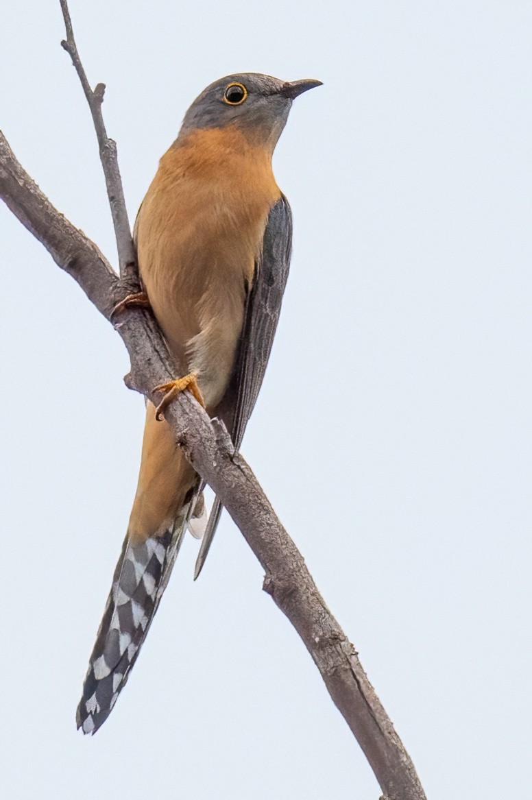 Fan-tailed Cuckoo - James Hoagland