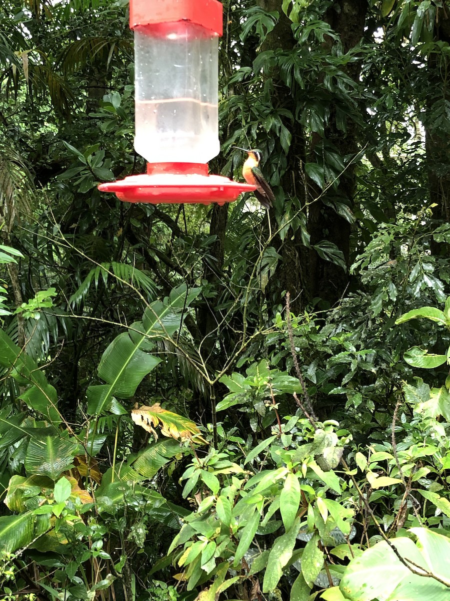 kolibřík fialovohrdlý - ML614350465