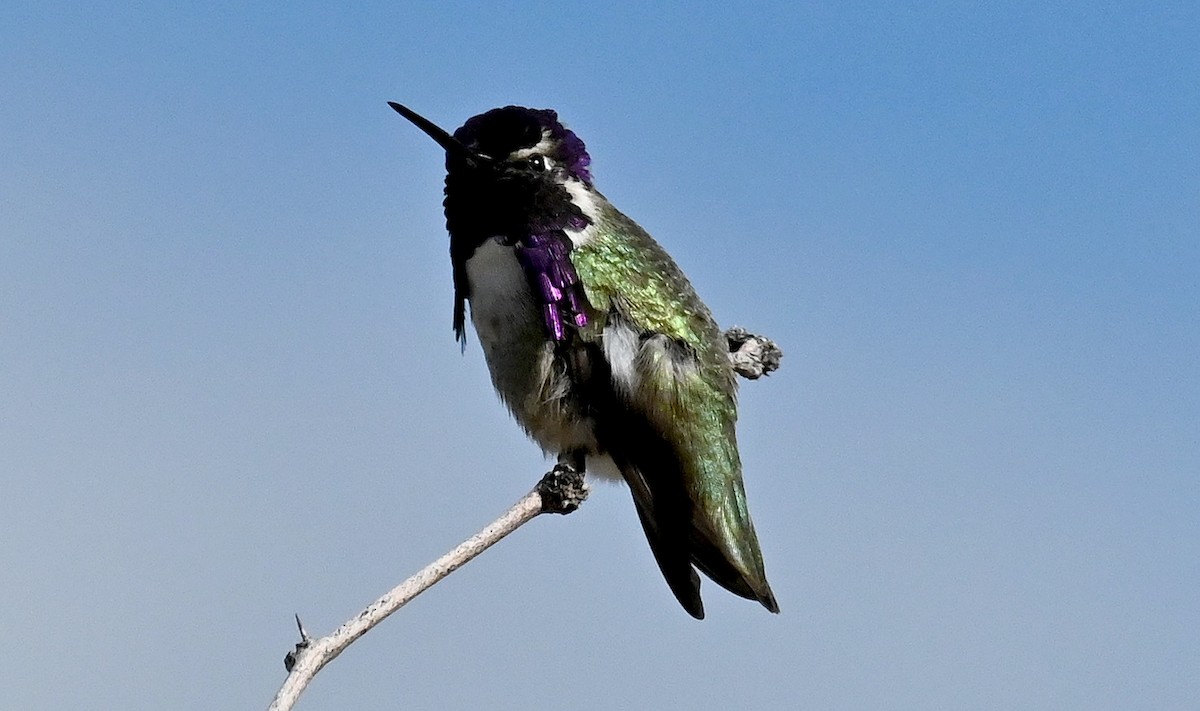 Costa's Hummingbird - ML614350468