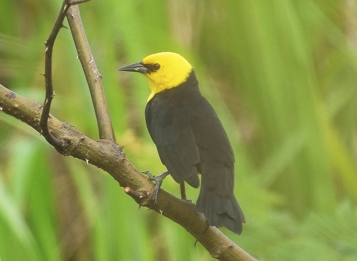 Yellow-hooded Blackbird - Mary Eyman