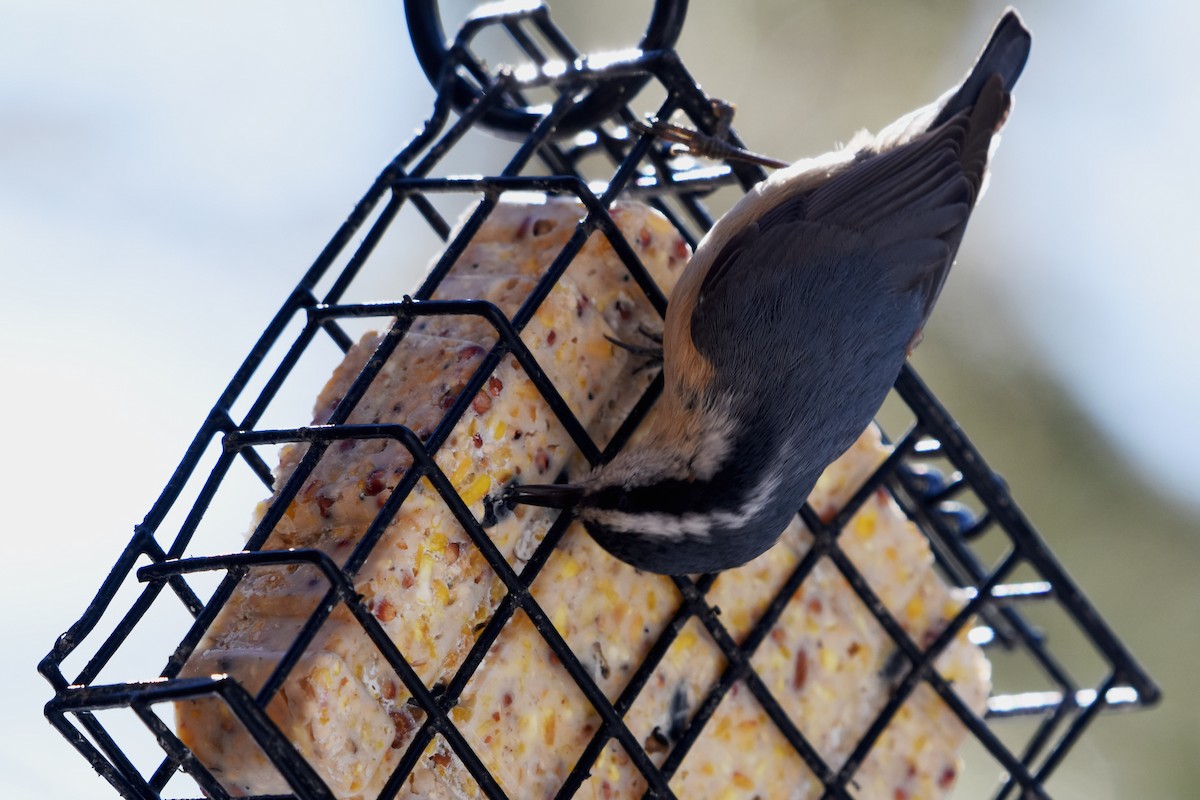 Red-breasted Nuthatch - ML614350568