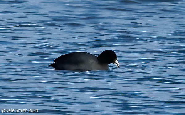 American Coot - Dale Smith