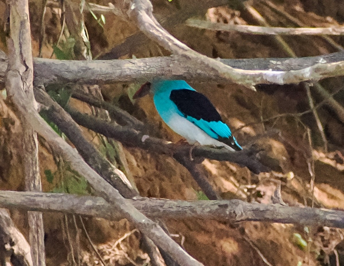 Blue-breasted Kingfisher - ML614350725