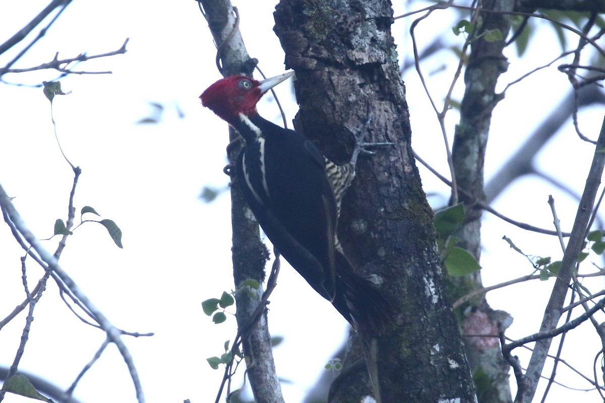 Pale-billed Woodpecker - ML614350831