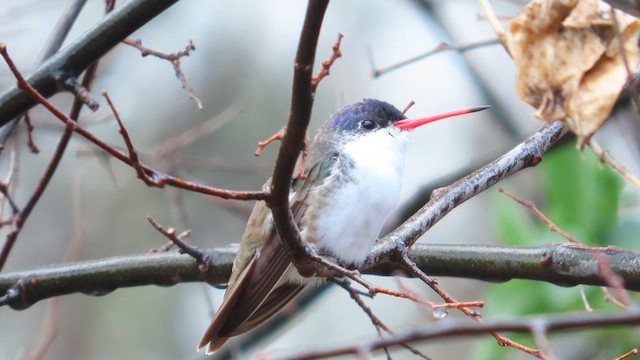 Violet-crowned Hummingbird - ML614350942