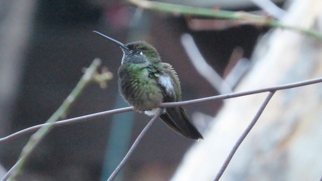 Rivoli's Hummingbird - ML614351011