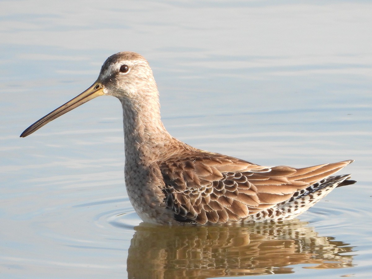Long-billed Dowitcher - ML614351104