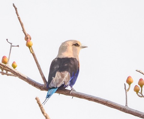 Blue-bellied Roller - eBird