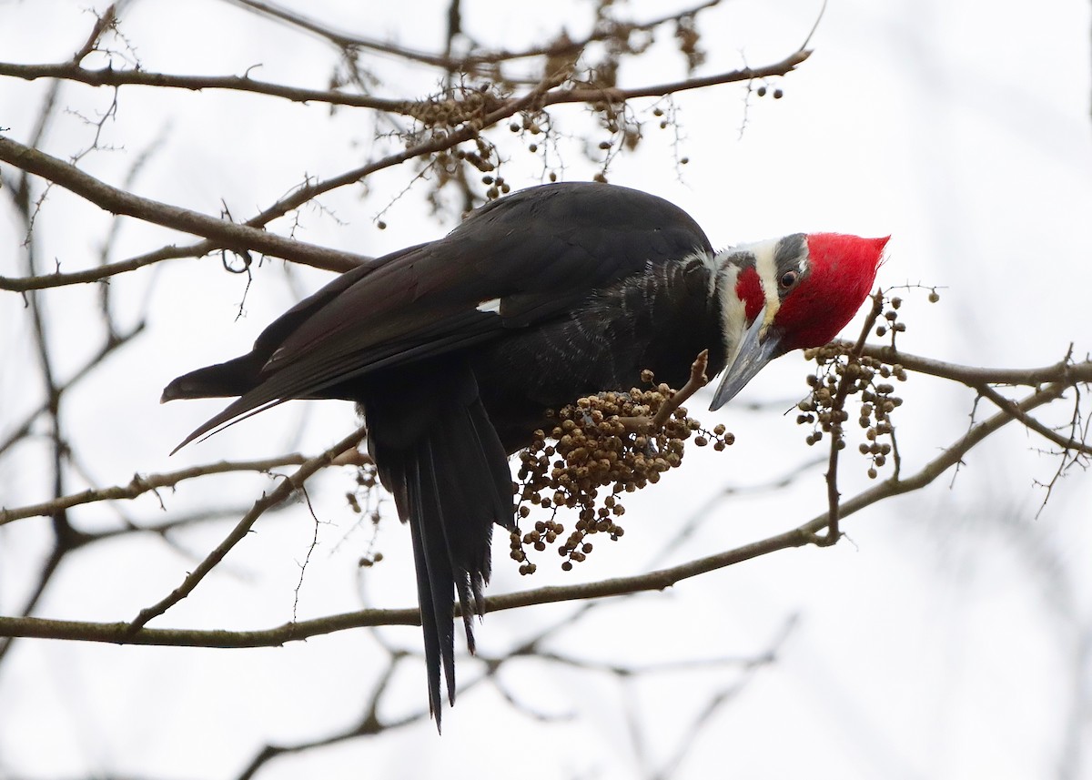 Pileated Woodpecker - ML614351344