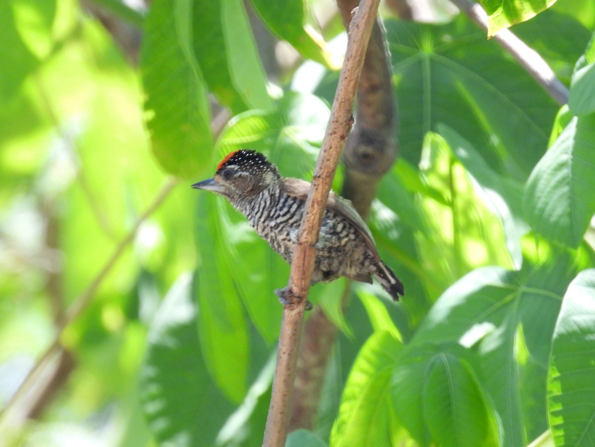White-barred Piculet (White-barred) - ML614351375