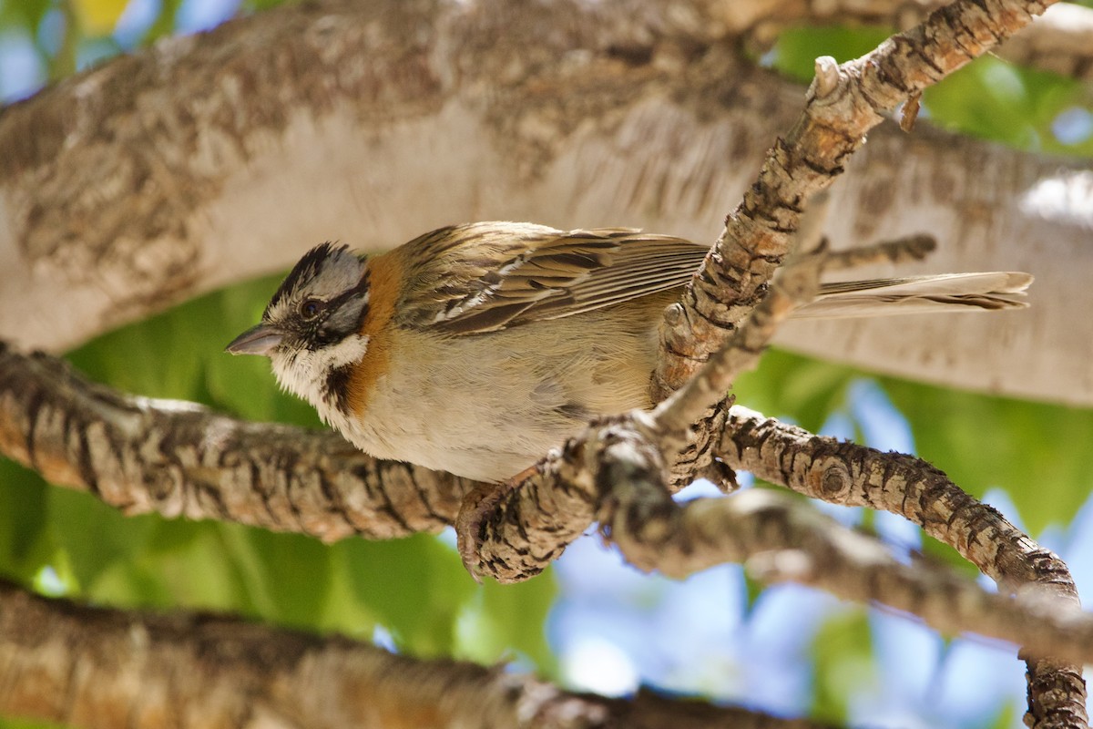 Rufous-collared Sparrow - ML614351506