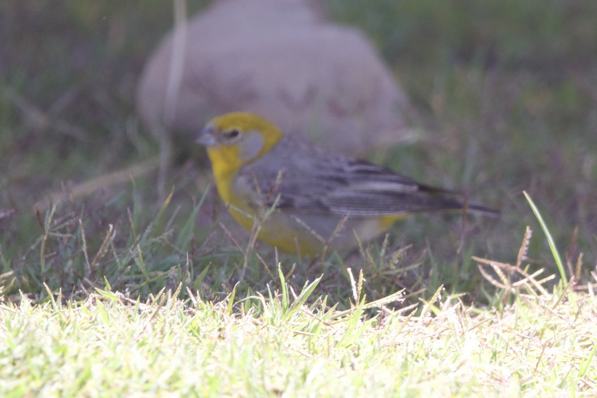 Bright-rumped Yellow-Finch - ML614351515