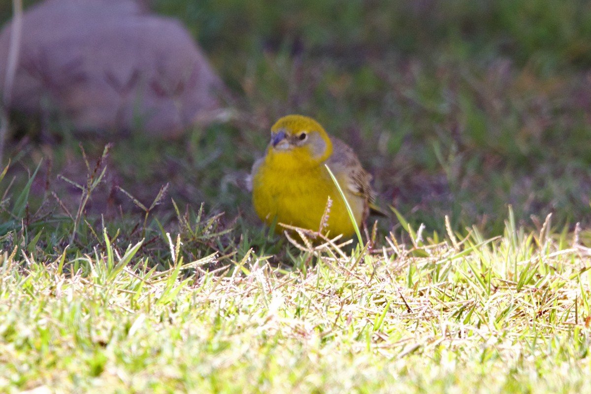 Bright-rumped Yellow-Finch - ML614351519