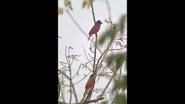 Painted Bunting - ML614351613