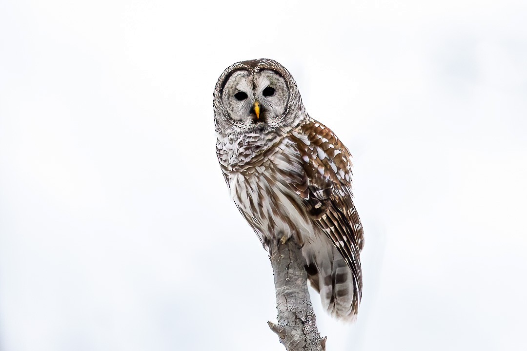 Barred Owl - ML614351747