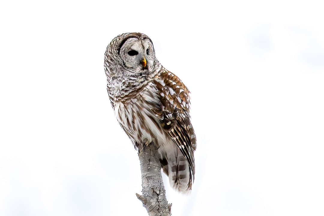 Barred Owl - ML614351749