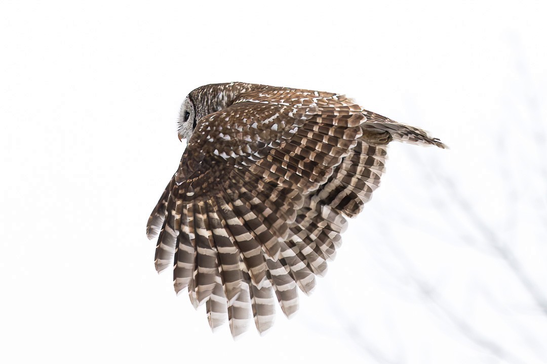 Barred Owl - ML614351750