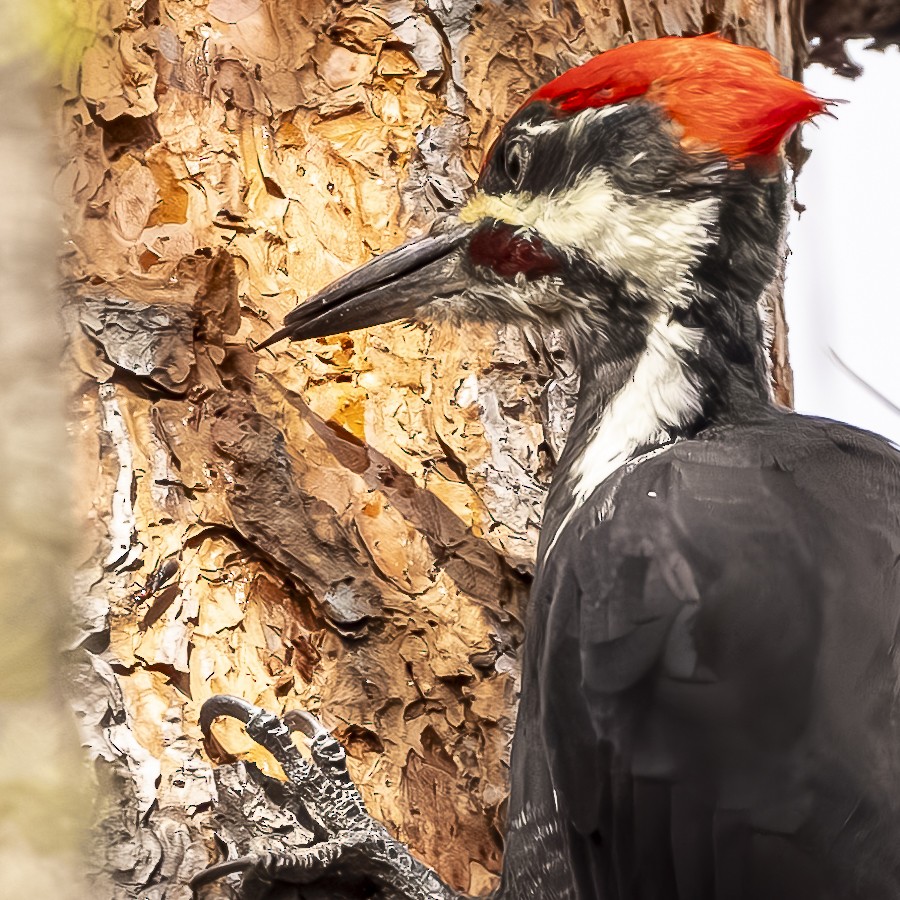 Pileated Woodpecker - ML614351777