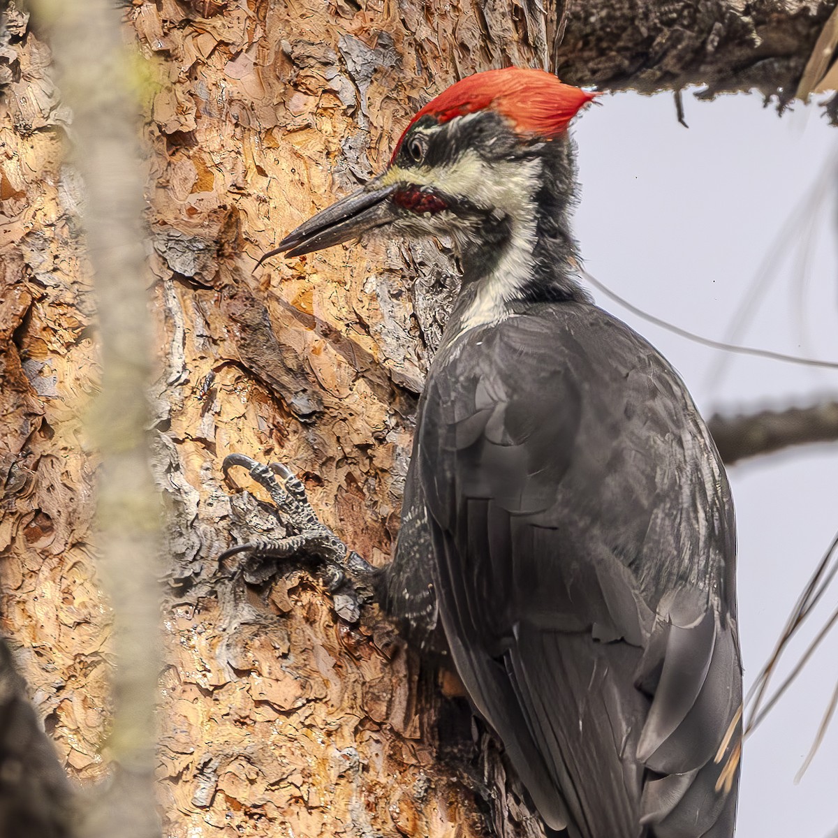 Pileated Woodpecker - ML614351779