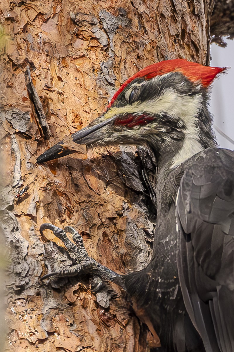 Pileated Woodpecker - ML614351780