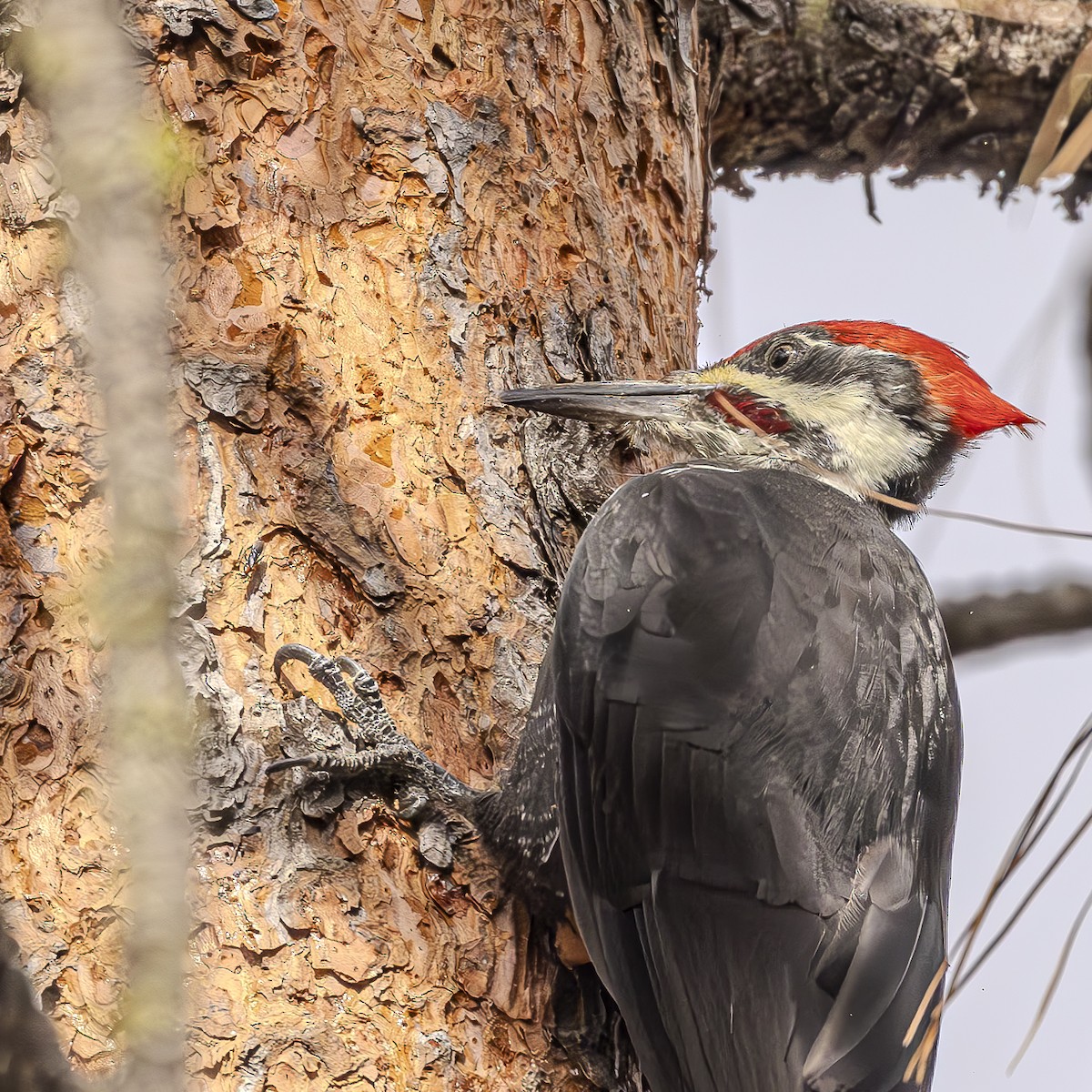 Pileated Woodpecker - Bill Carpenter