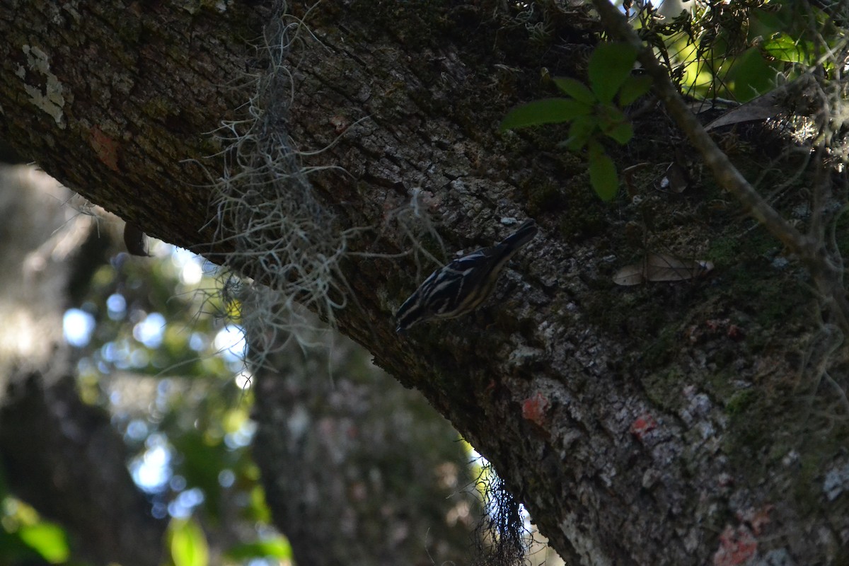 Black-and-white Warbler - ML614351834