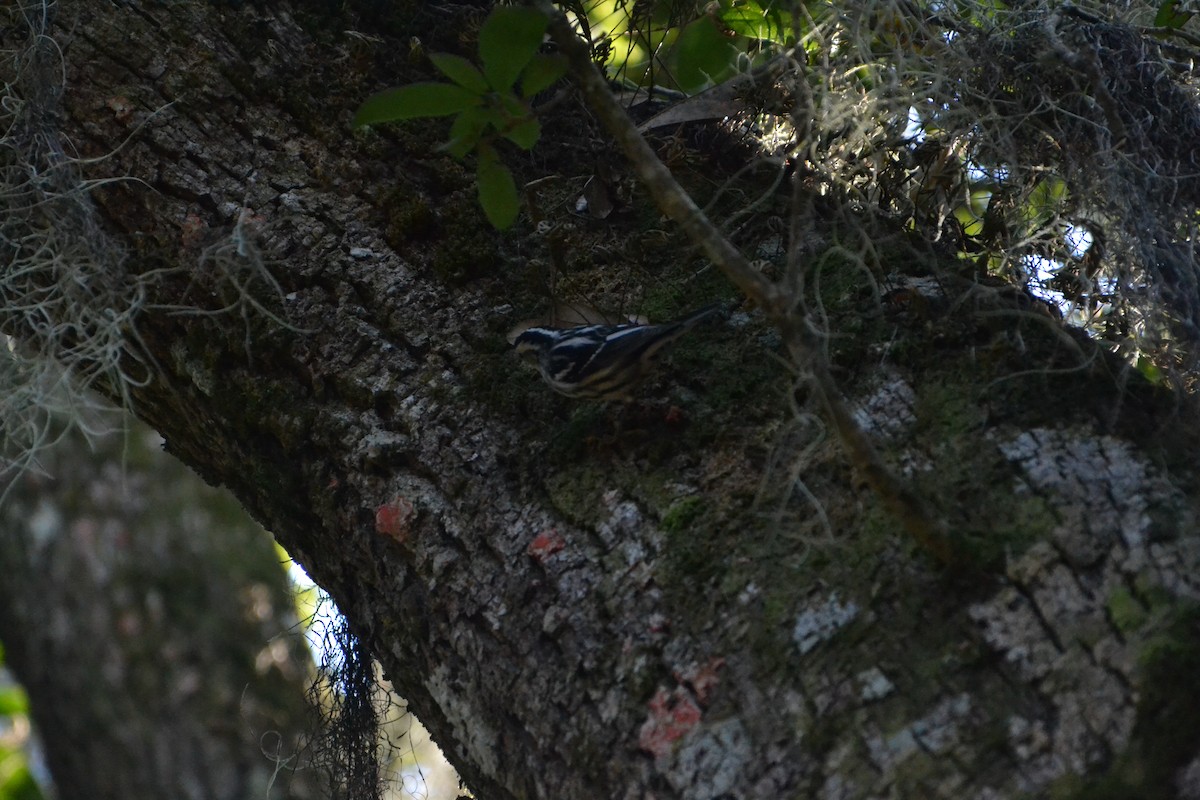 Black-and-white Warbler - ML614351836