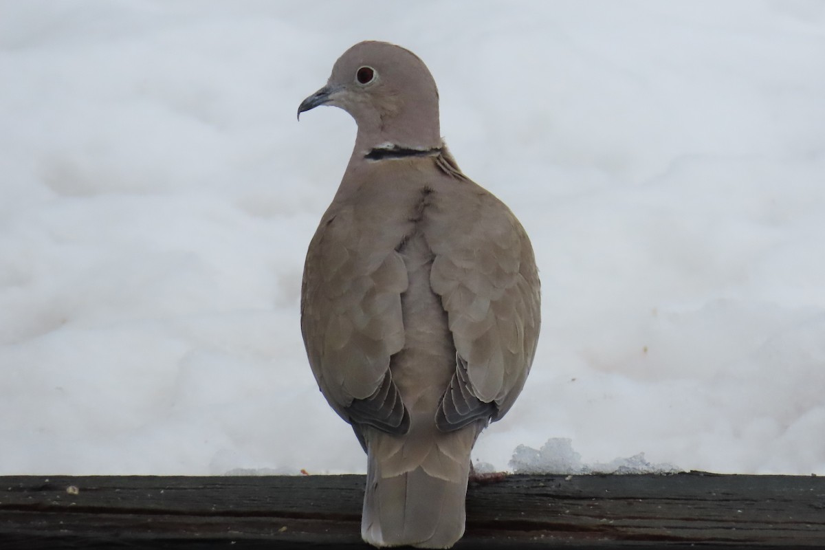 Eurasian Collared-Dove - ML614352577