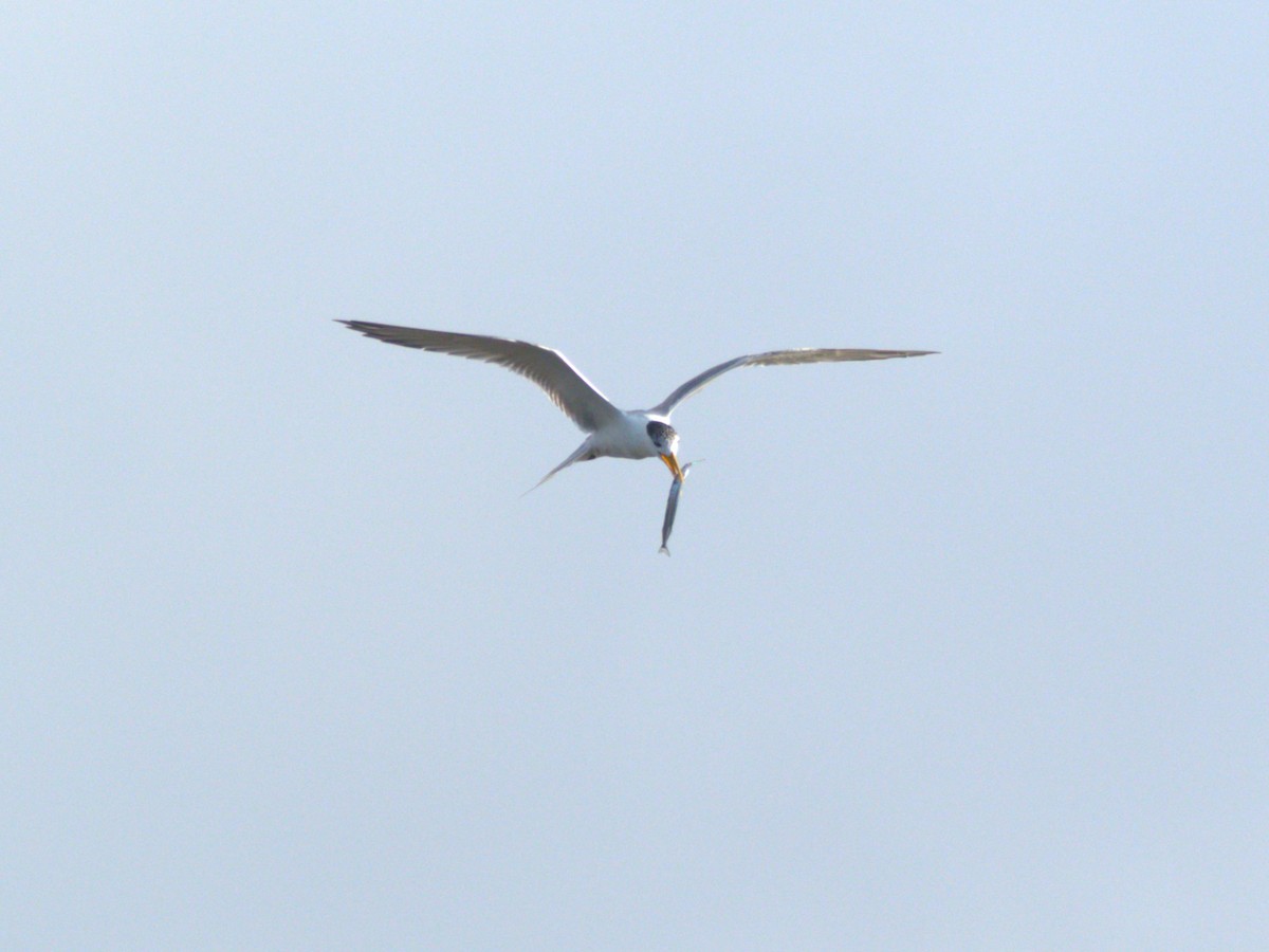Great Crested Tern - hannah deau