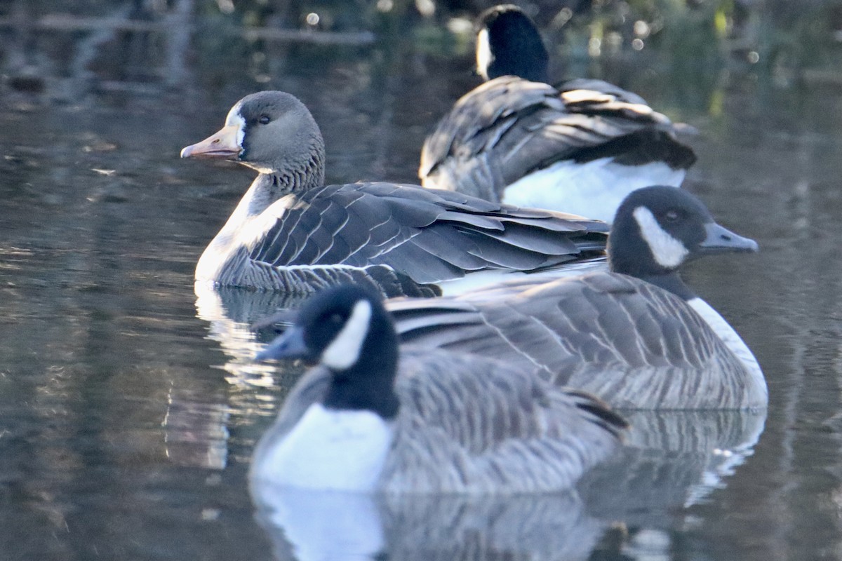 Greater White-fronted Goose - ML614352714