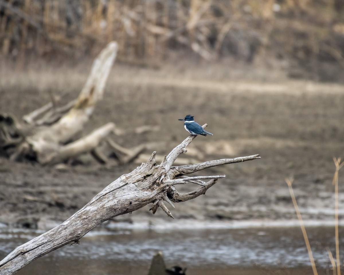 Belted Kingfisher - ML614352741