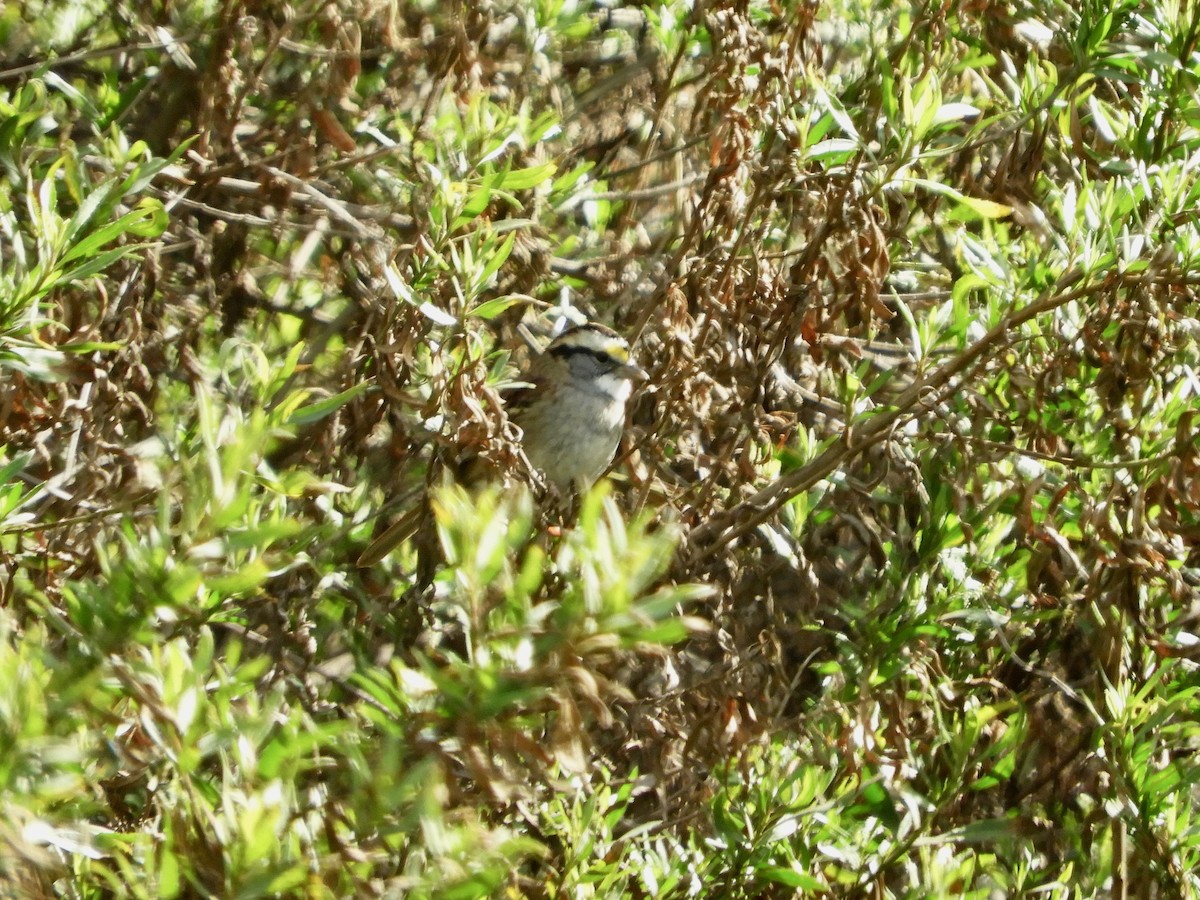 White-throated Sparrow - Catherine McFadden