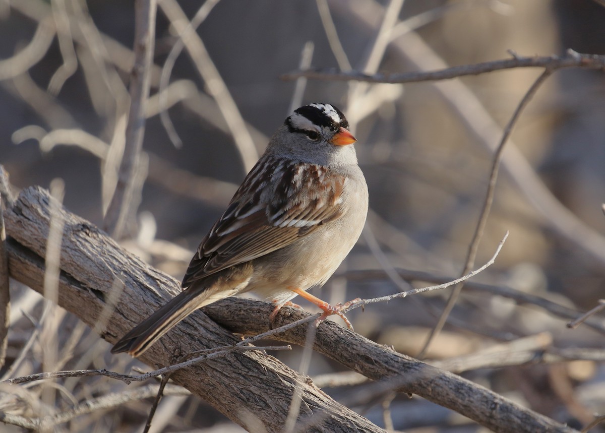 White-crowned Sparrow - ML614352953