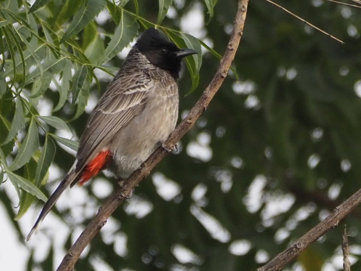 Red-vented Bulbul - ML614352963