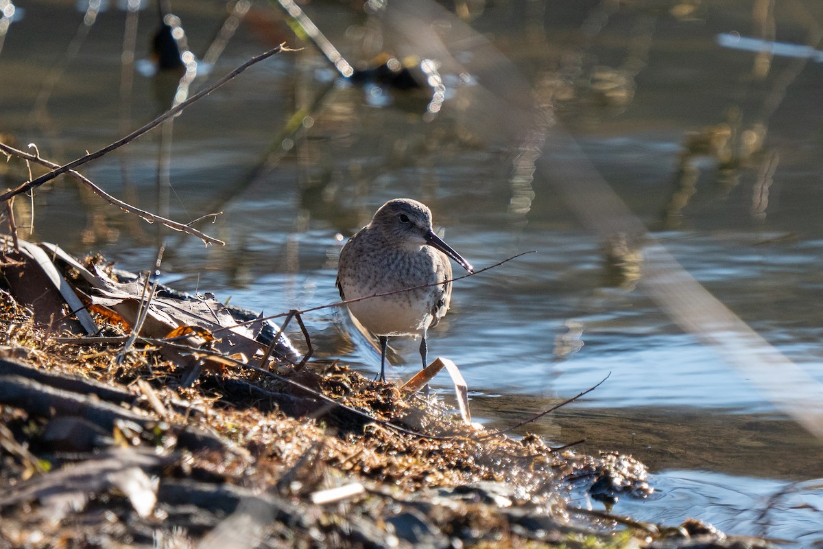 Pennsylvania Bird Atlas Checklist - 3 Feb 2024 - Faylor Lake - 4 species