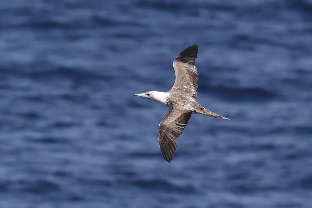 Red-footed Booby - ML614353485