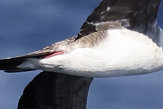 Red-footed Booby - ML614353491