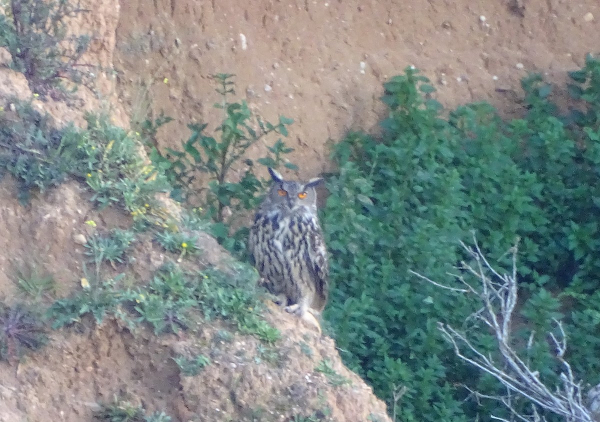 Eurasian Eagle-Owl - ML614353644