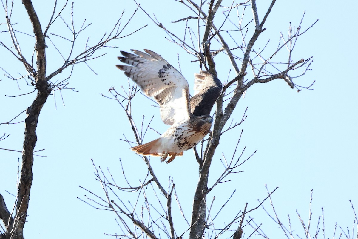 Red-tailed Hawk - ML614353682