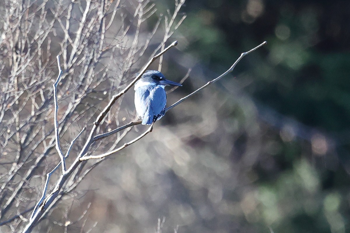 Belted Kingfisher - ML614353692