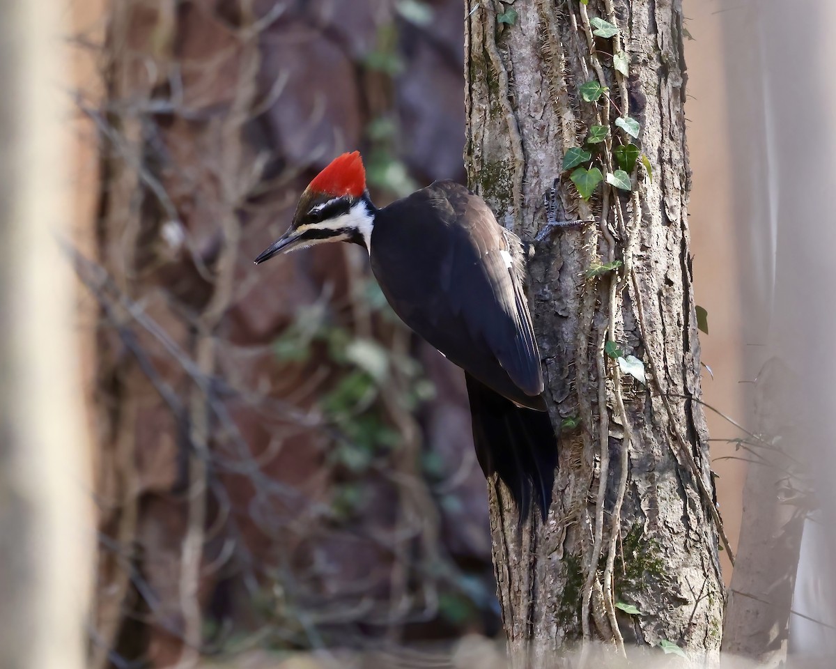 Pileated Woodpecker - ML614353694