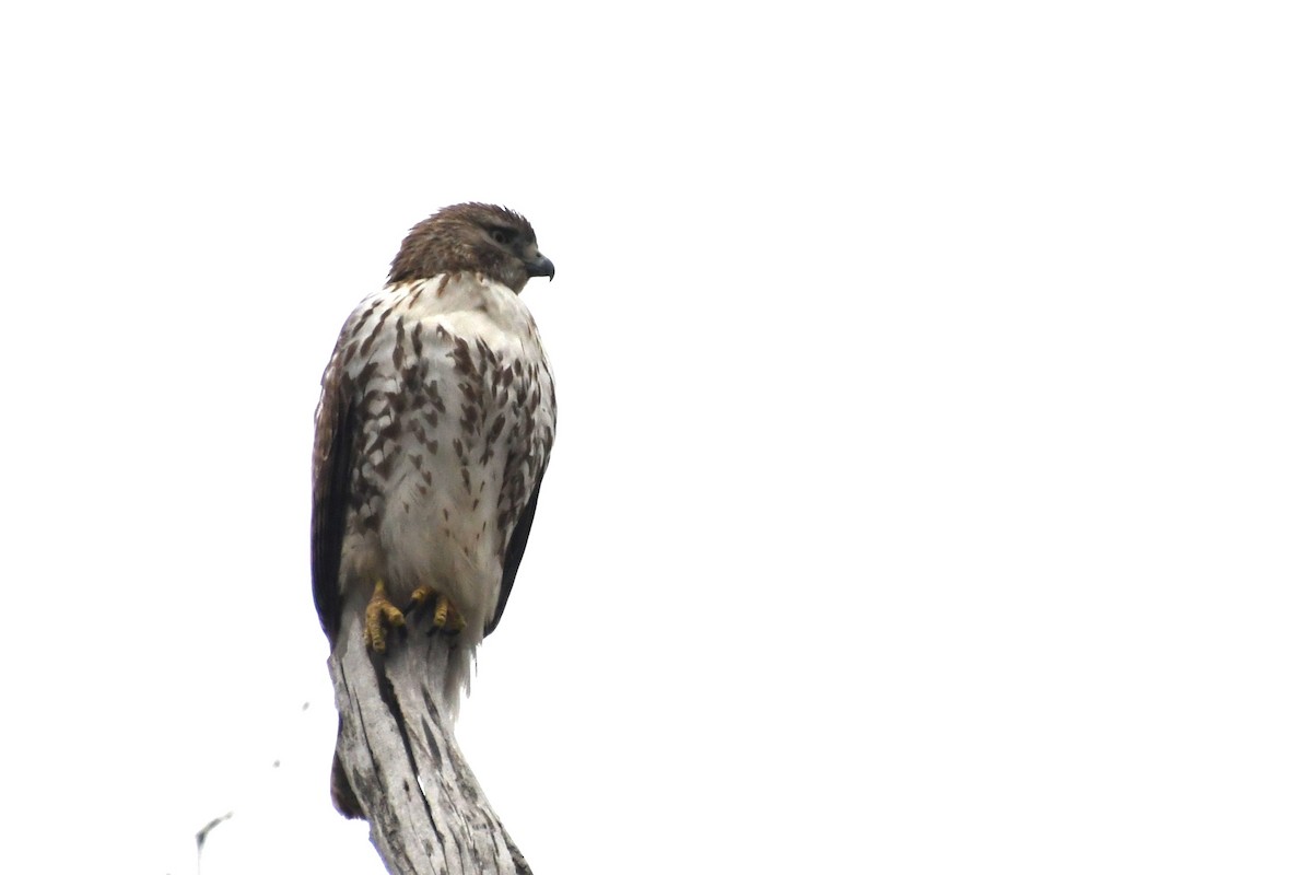 Red-tailed Hawk - ML614353757