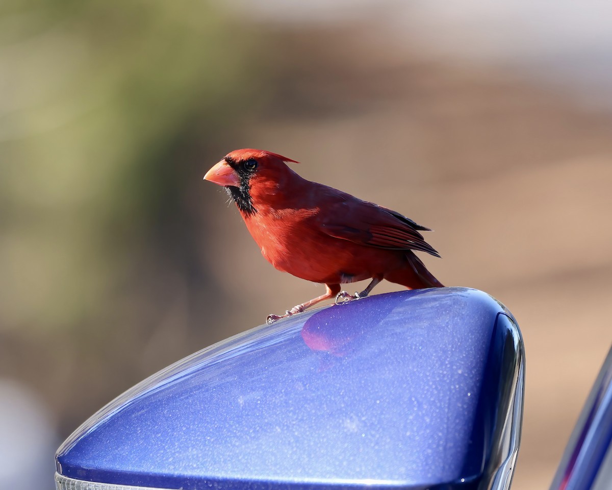Cardinal rouge - ML614353789