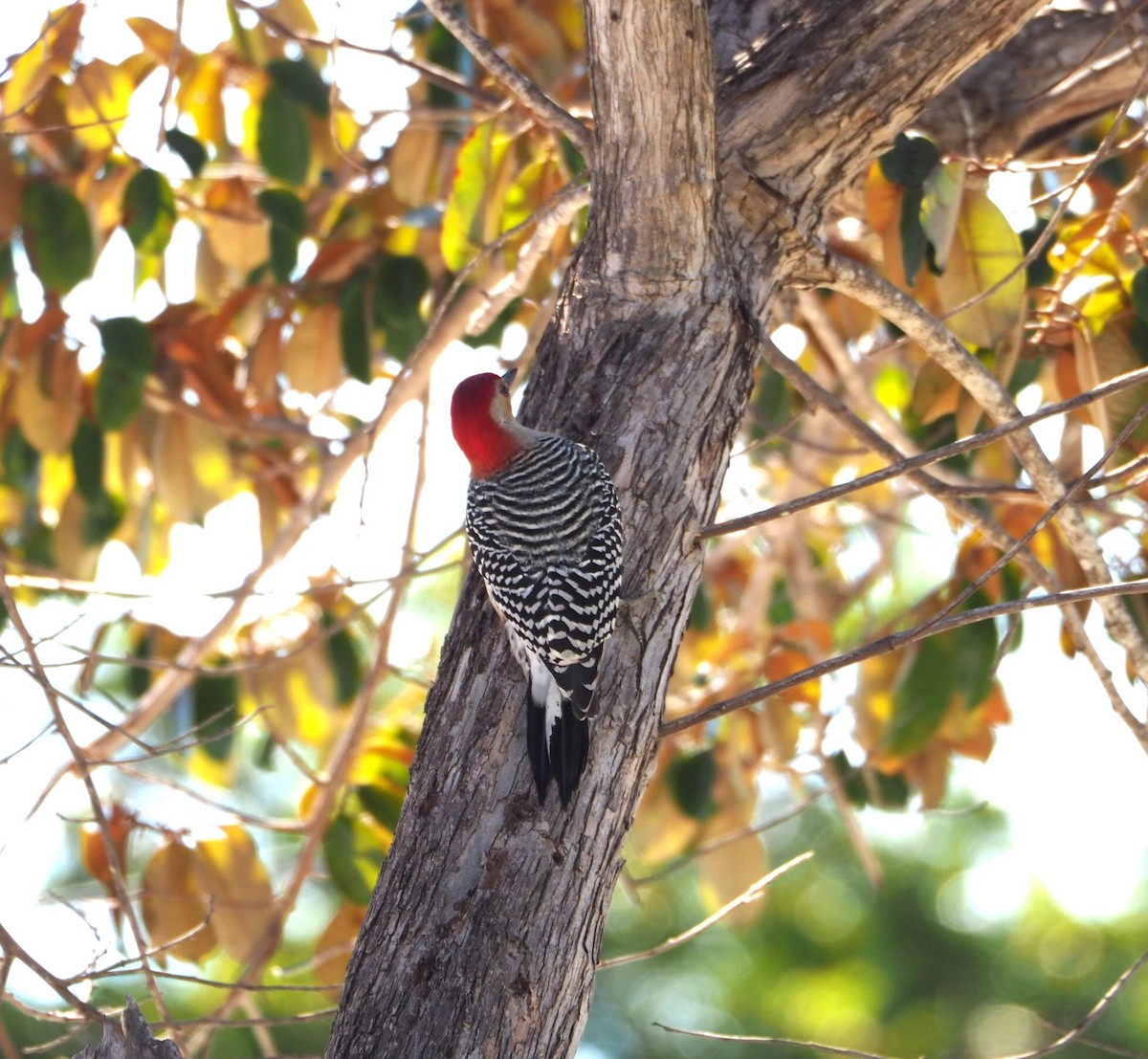 Red-bellied Woodpecker - ML614354120
