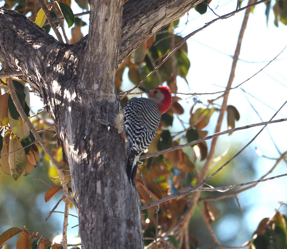Red-bellied Woodpecker - ML614354125