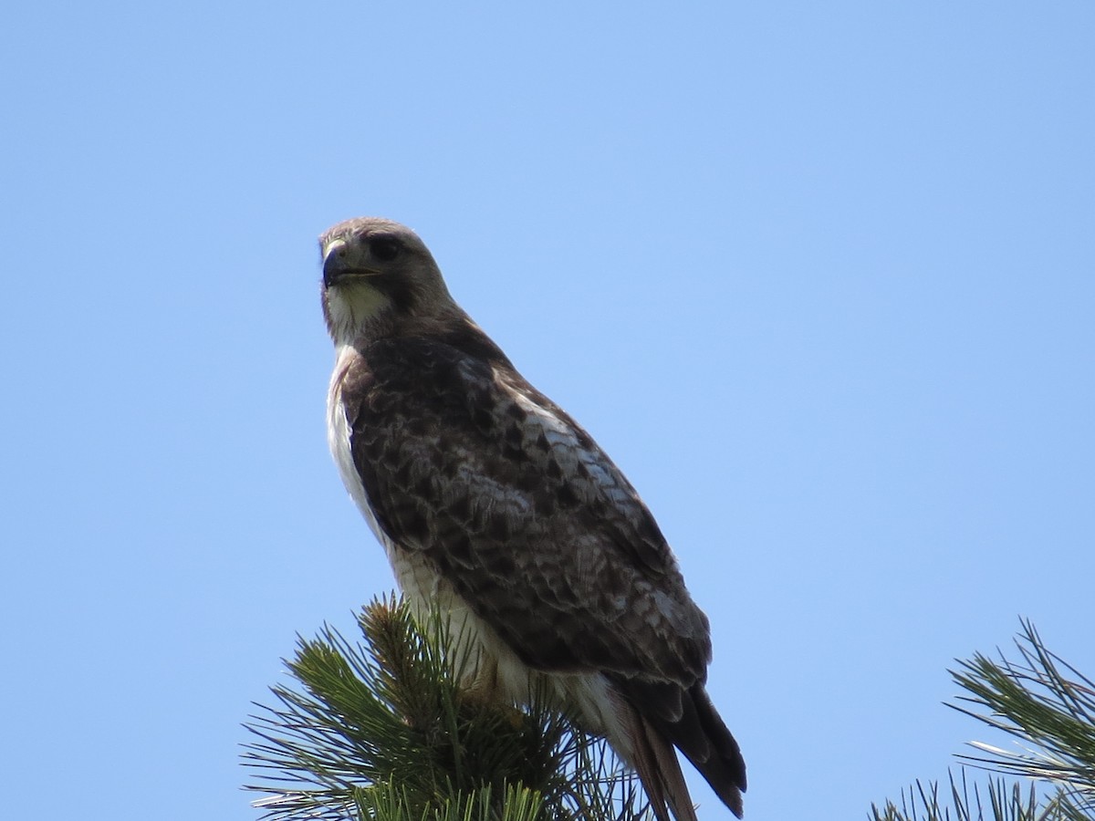 Red-tailed Hawk - ML614354203