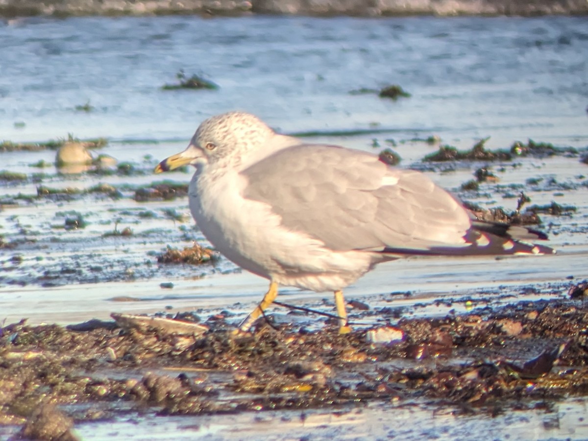 Ring-billed Gull - Lily Morello