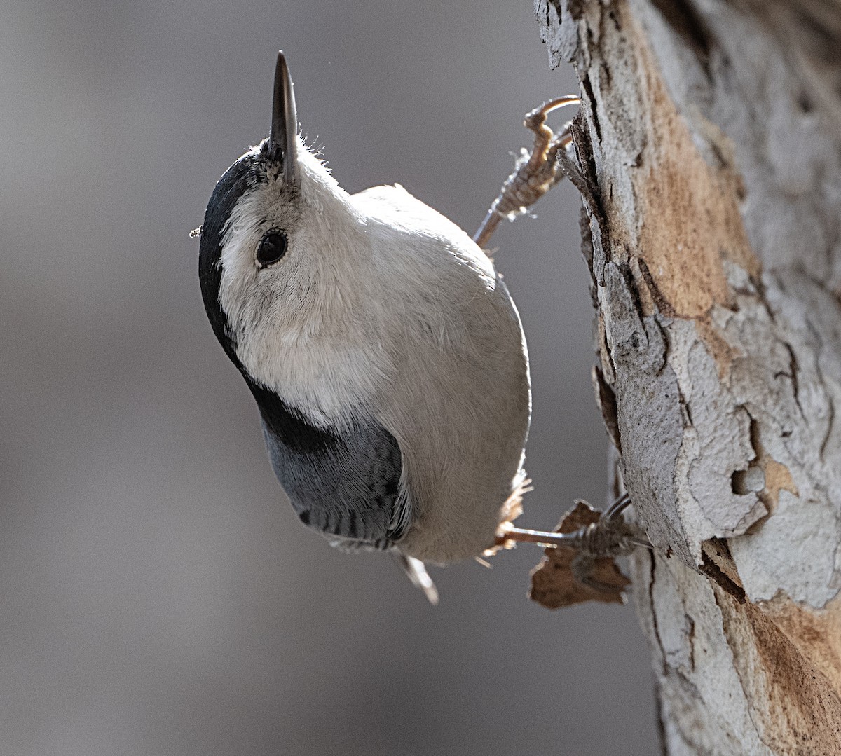 White-breasted Nuthatch - ML614354645