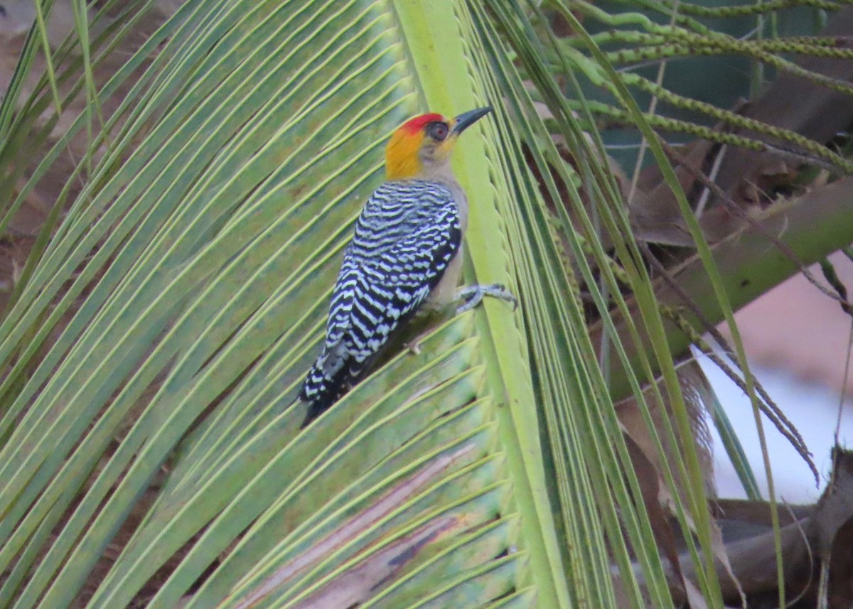 Golden-cheeked Woodpecker - ML614354765