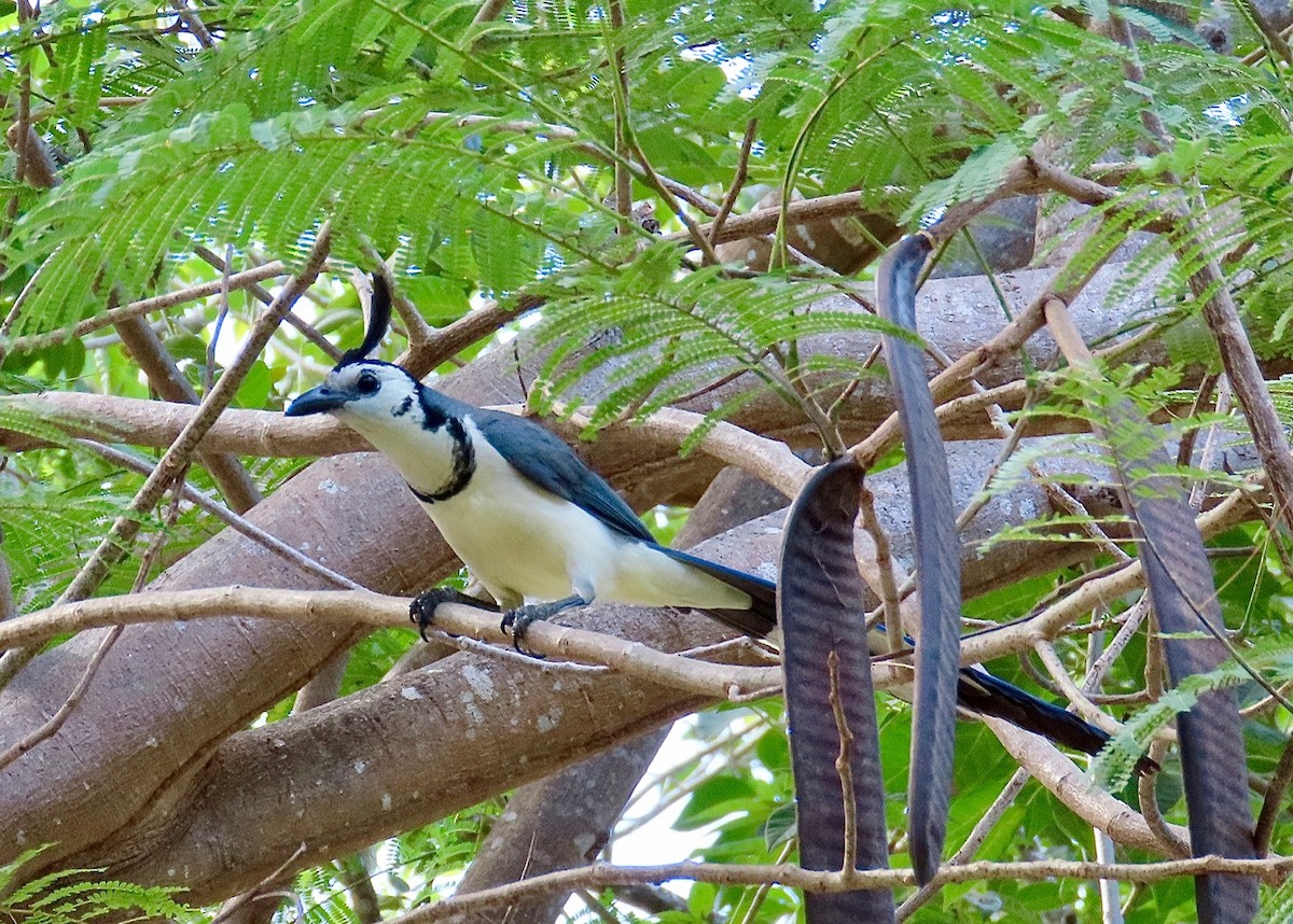 White-throated Magpie-Jay - ML614354842